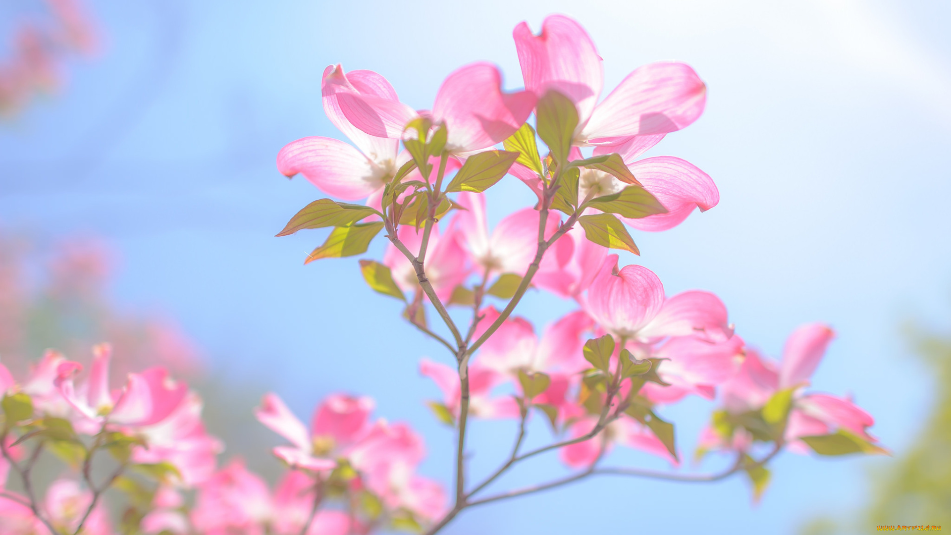 цветы, кизил, ветка, лепестки, свет, облака, небо