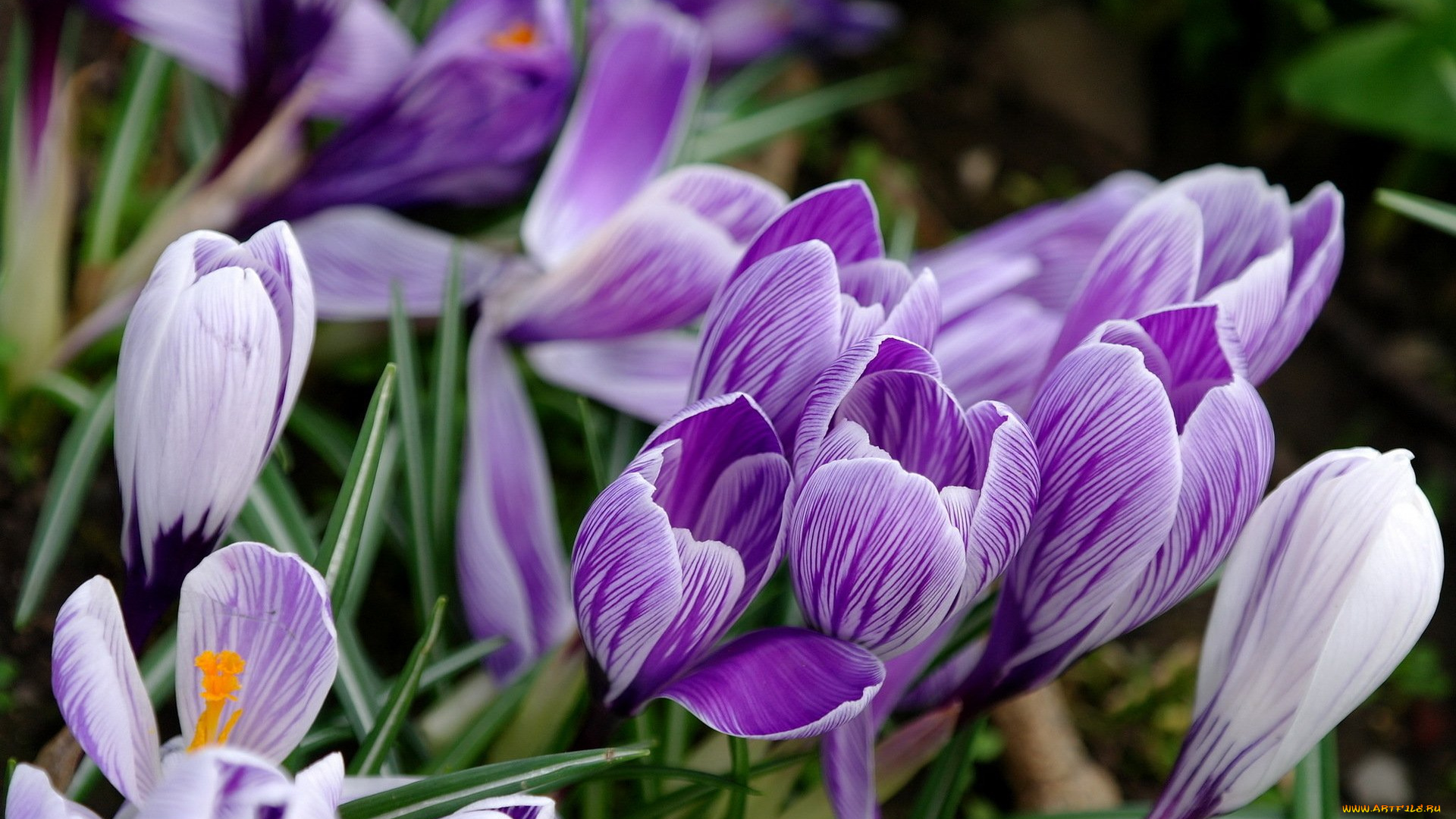 цветы, крокусы, поляна, полосатые
