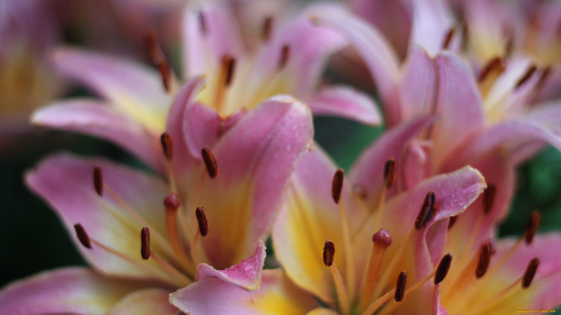 цветы, лилии, , лилейники