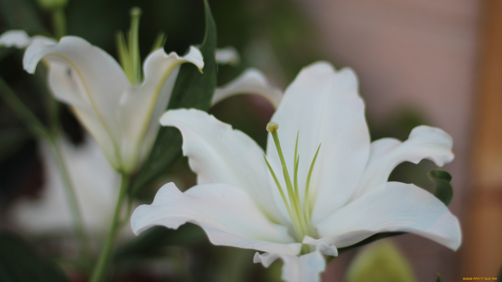 цветы, лилии, , лилейники, лилия