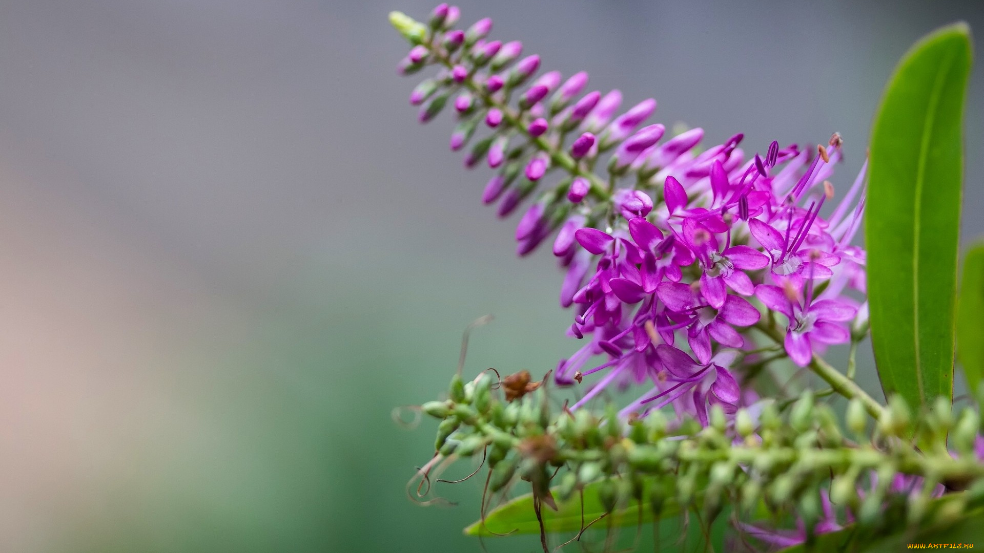 цветы, луговые, , полевые, , цветы, макро, соцветие, хебе