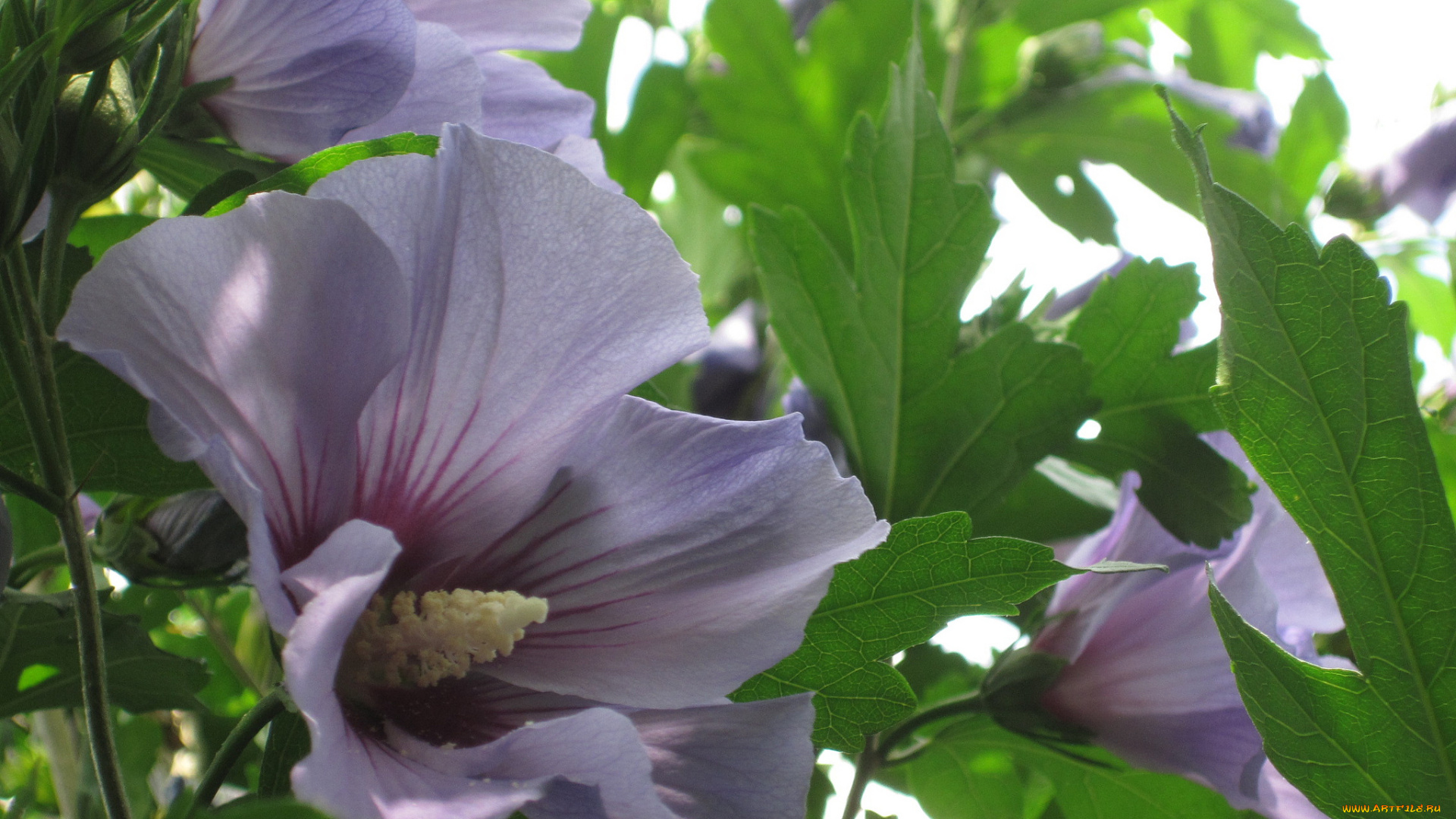 цветы, мальвы