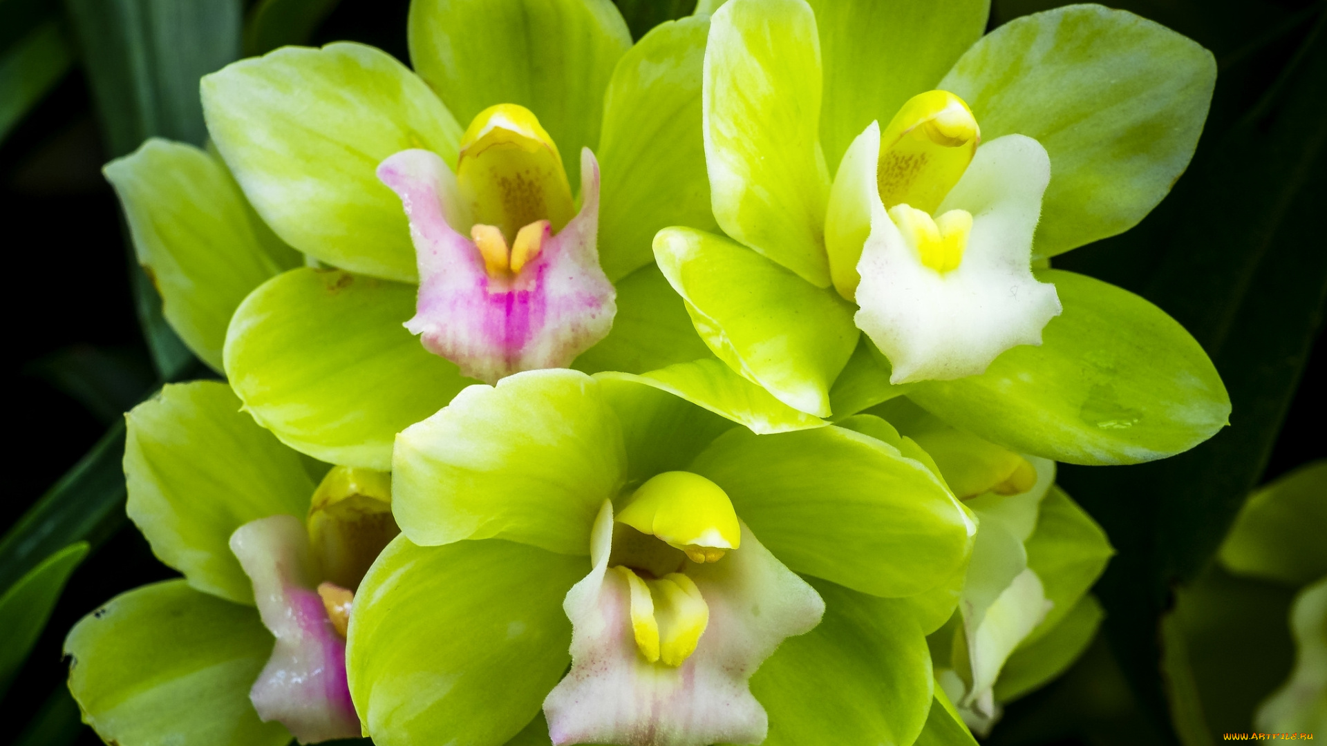 цветы, орхидеи, макро, зеленая, орхидея
