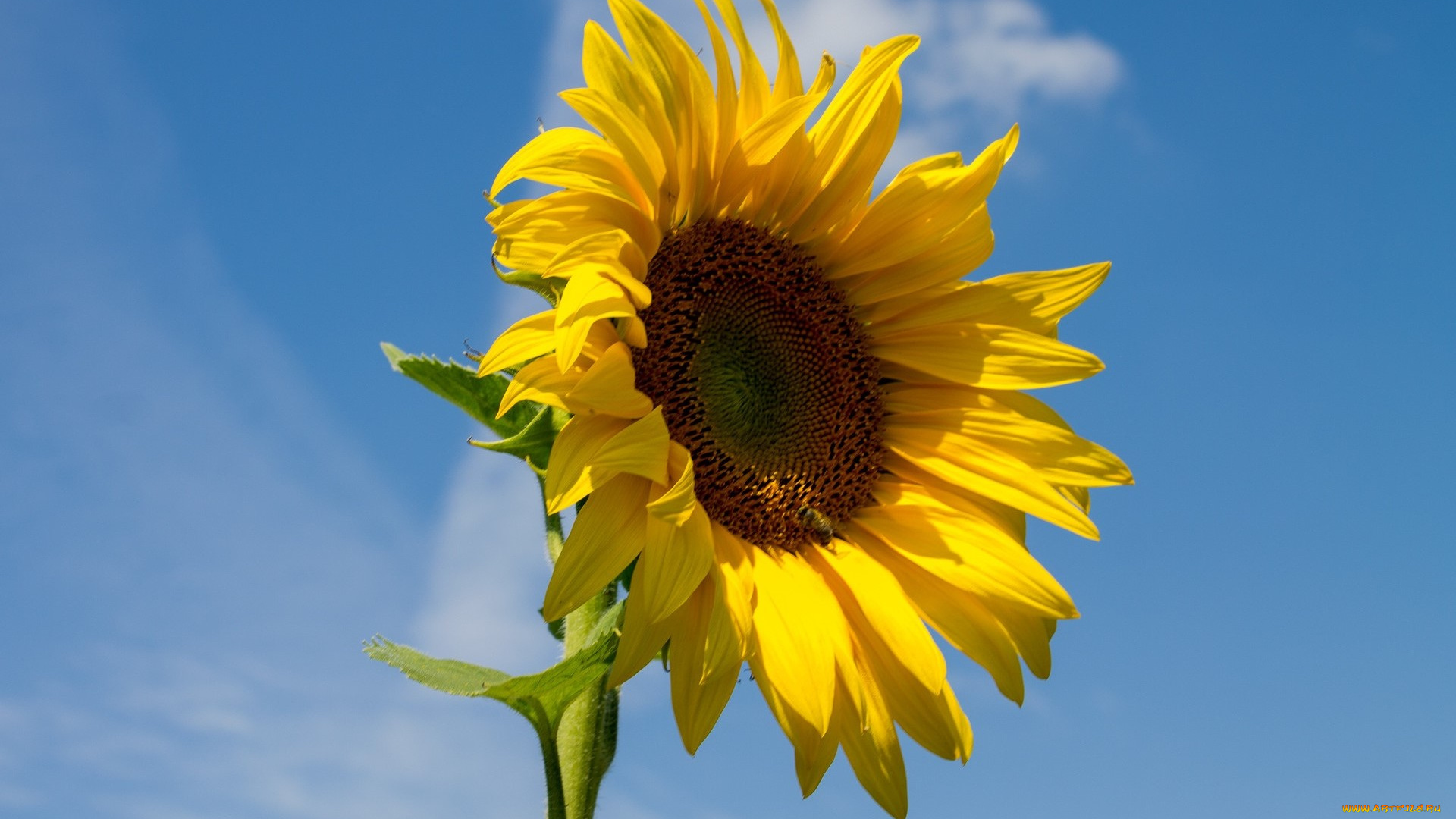 цветы, подсолнухи, лепестки, подсолнух