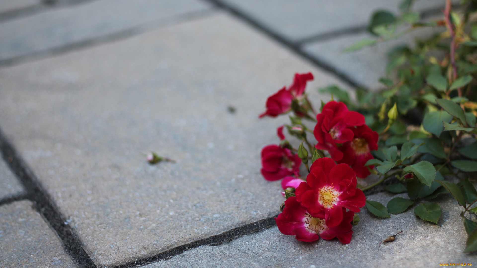 цветы, розы