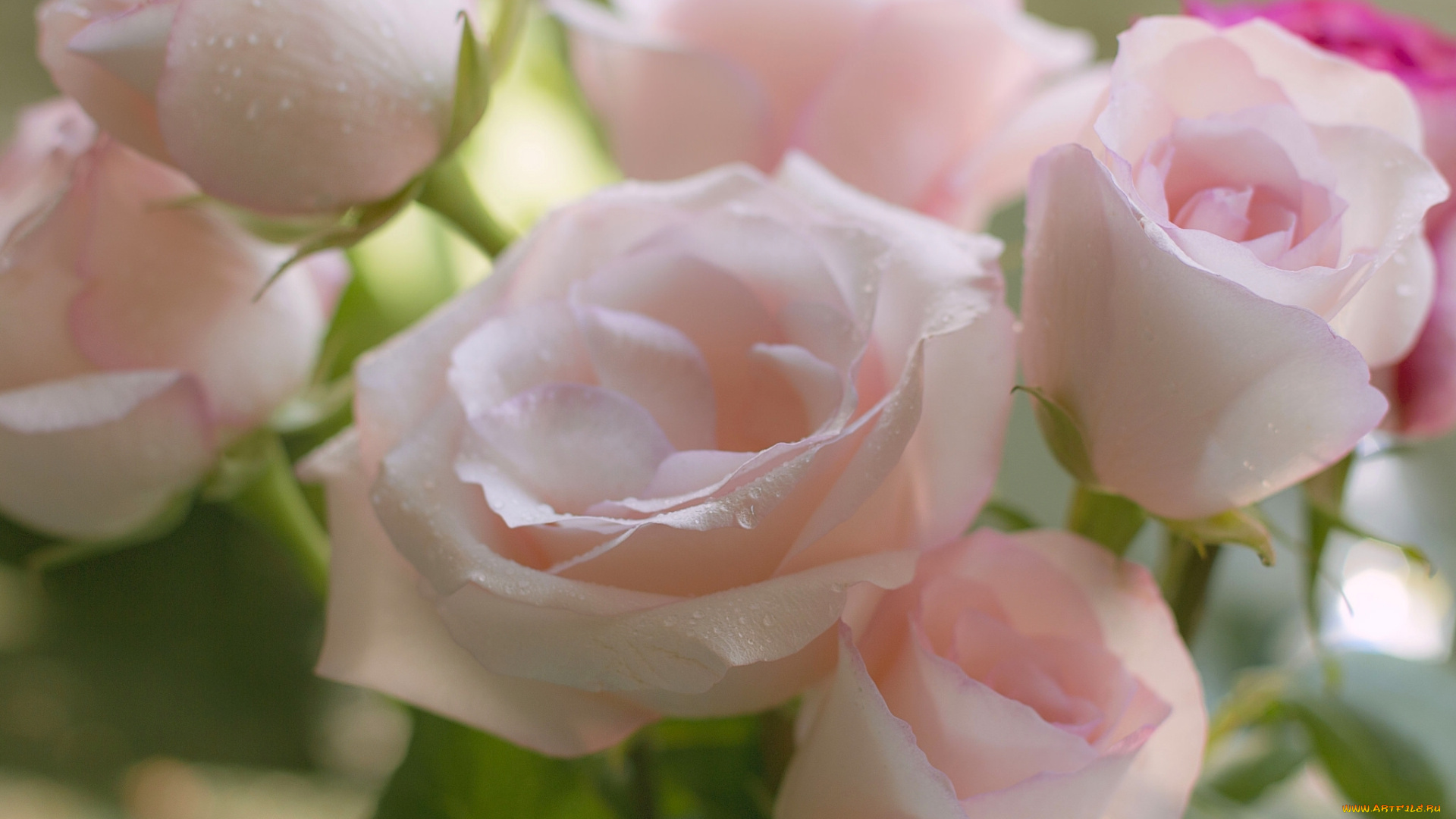 цветы, розы, нежность, букет, бутоны