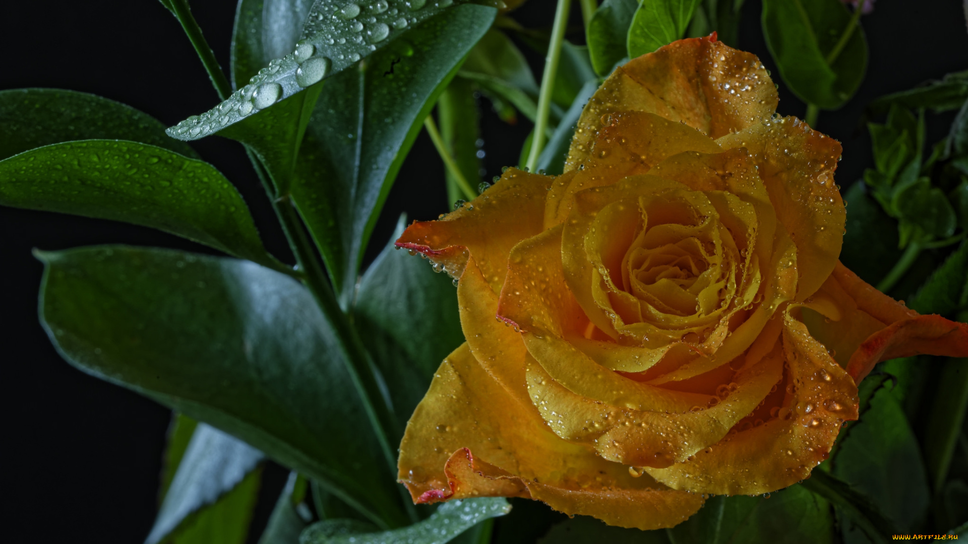 цветы, розы, роза