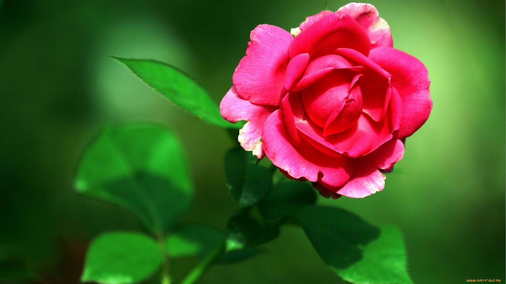 цветы, розы, роза