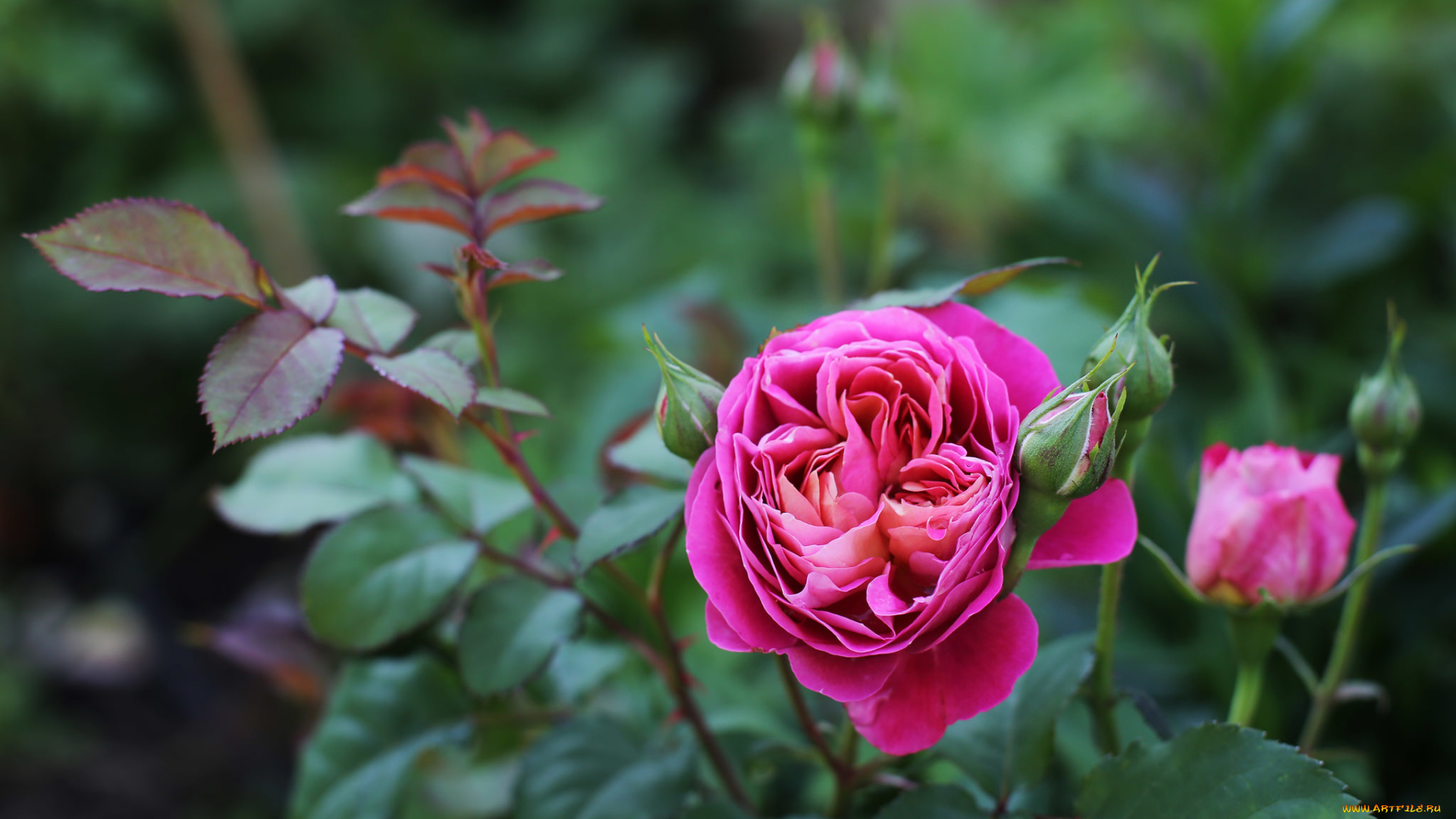 цветы, розы, розовый, роза, бутон