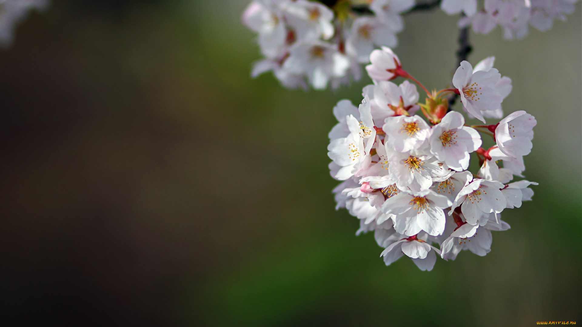 цветы, сакура, , вишня