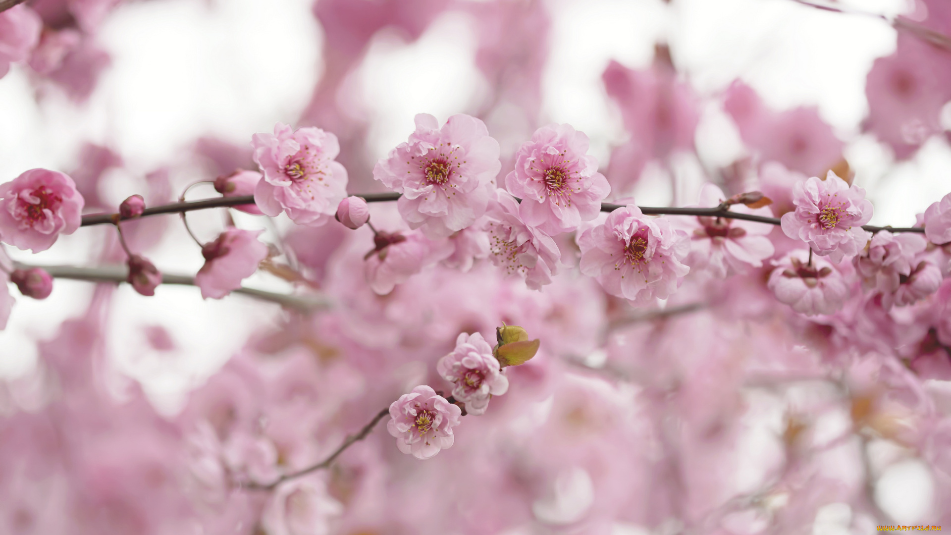 цветы, сакура, , вишня, нежность, цветение, розовый, красота, ветка, дерево, весна