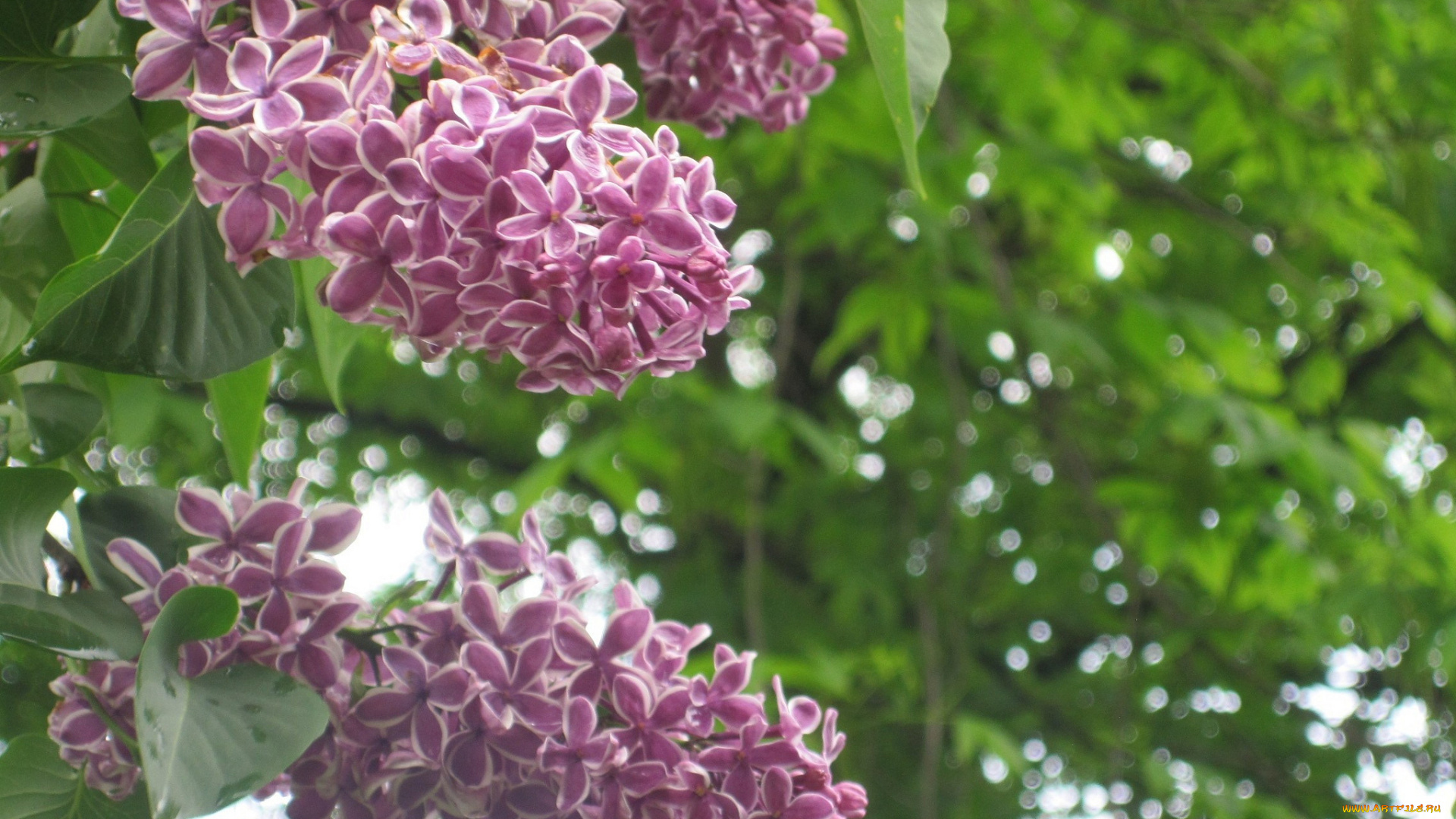 цветы, сирень