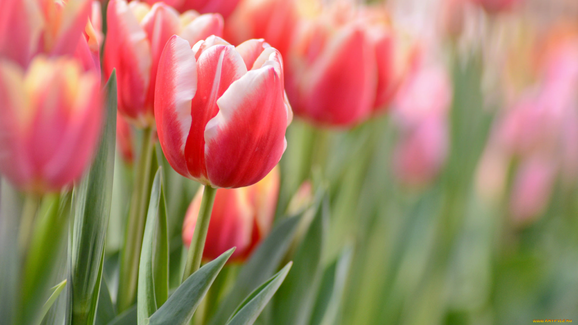 цветы, тюльпаны