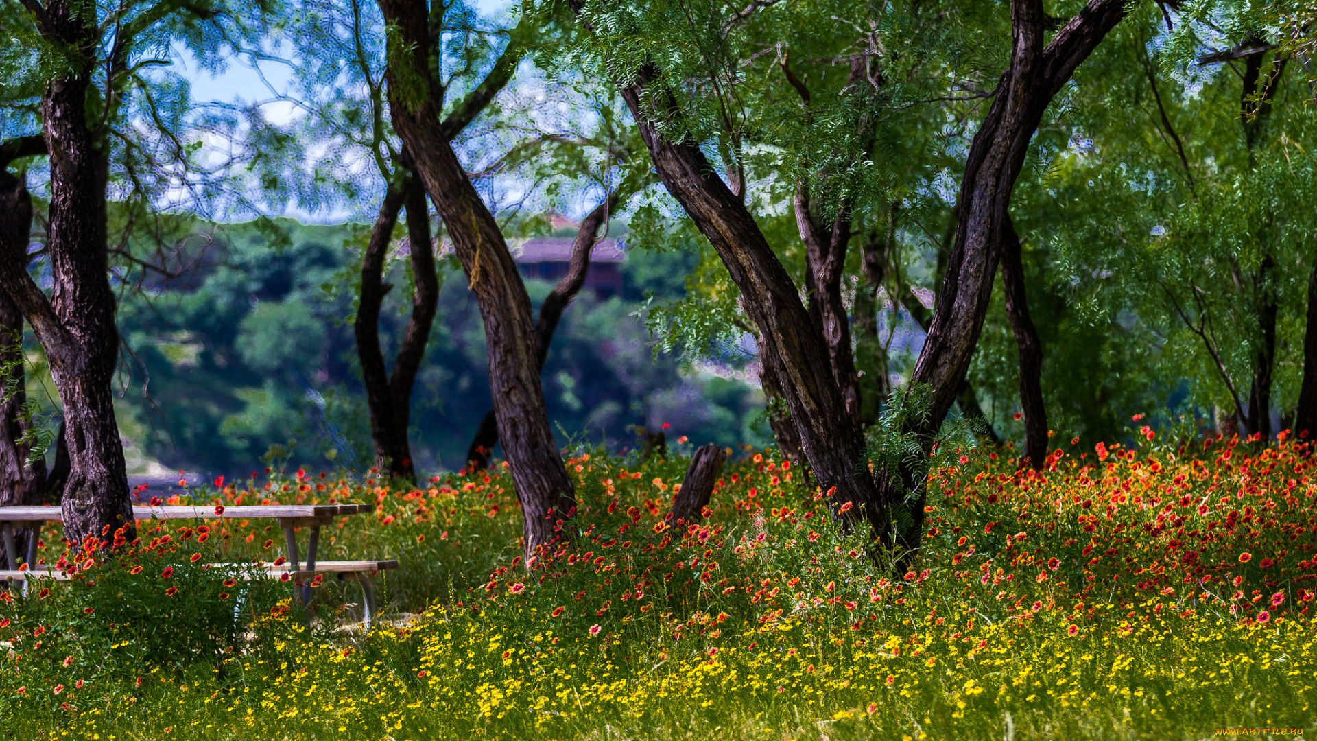 природа, парк, цветы, деревья