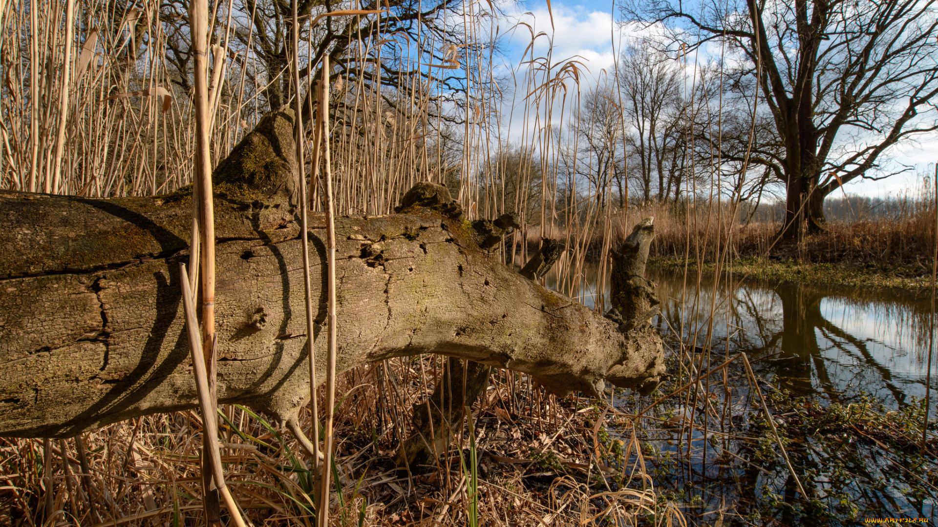 природа, реки, озера, лес, река