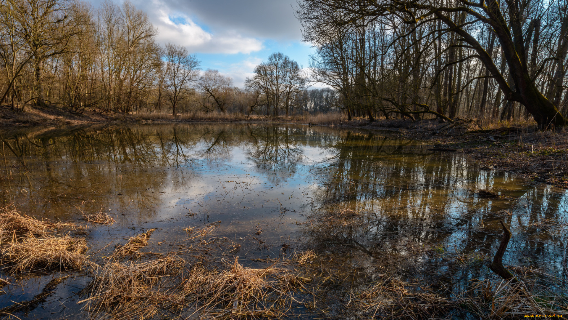 природа, реки, озера, лес, река