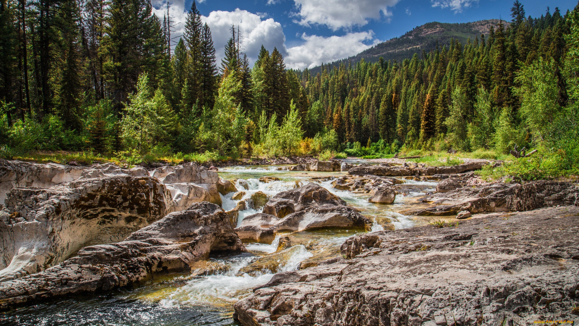 природа, реки, озера, лес, река