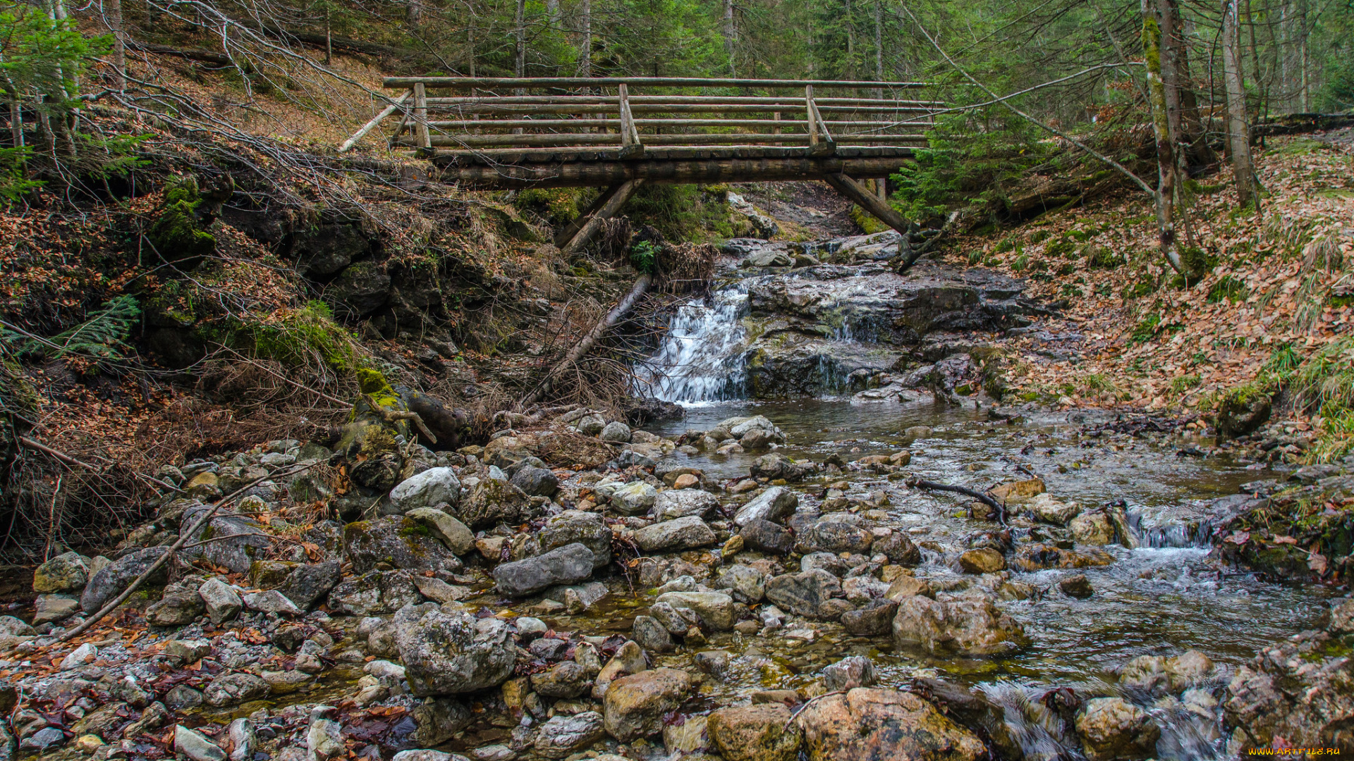 природа, реки, озера, река, лес