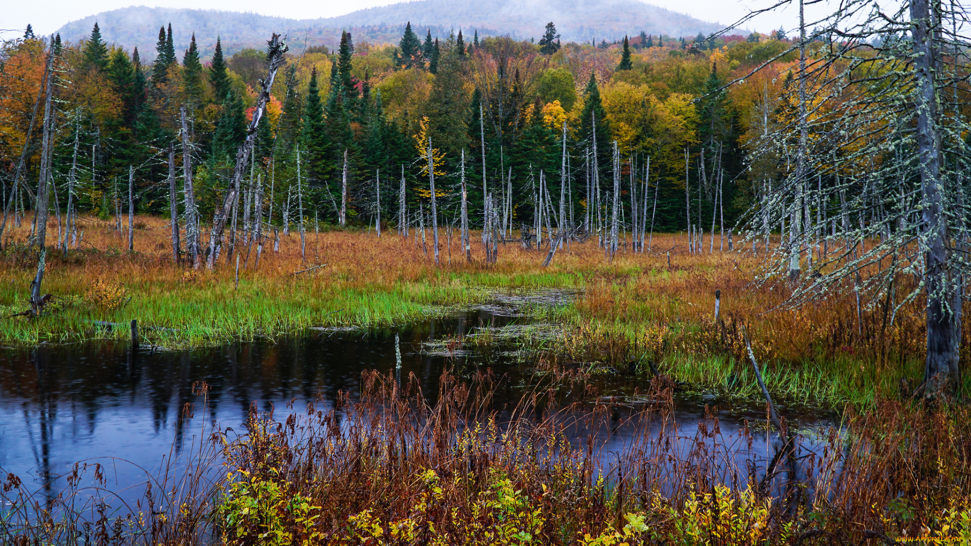 природа, реки, озера, река, лес