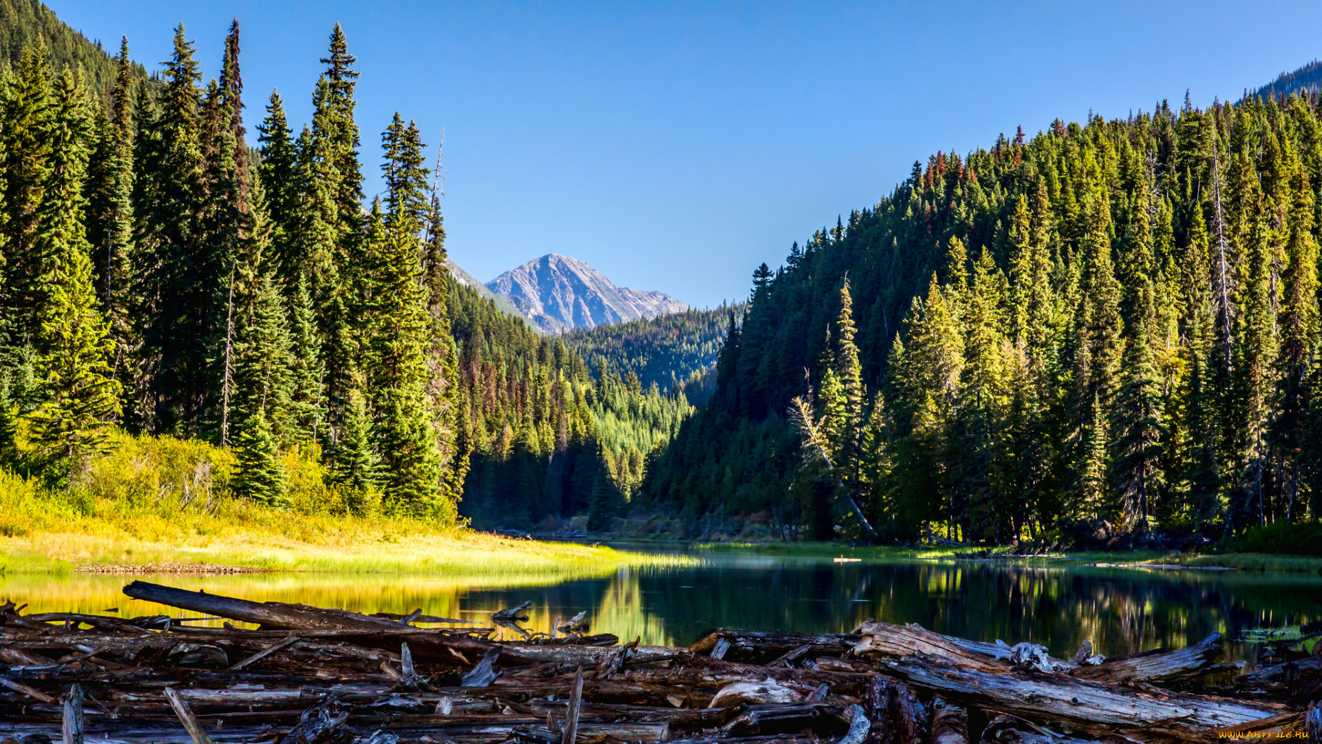 природа, реки, озера, река, лес