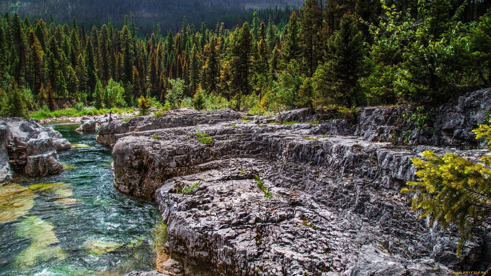 природа, реки, озера, река, лес