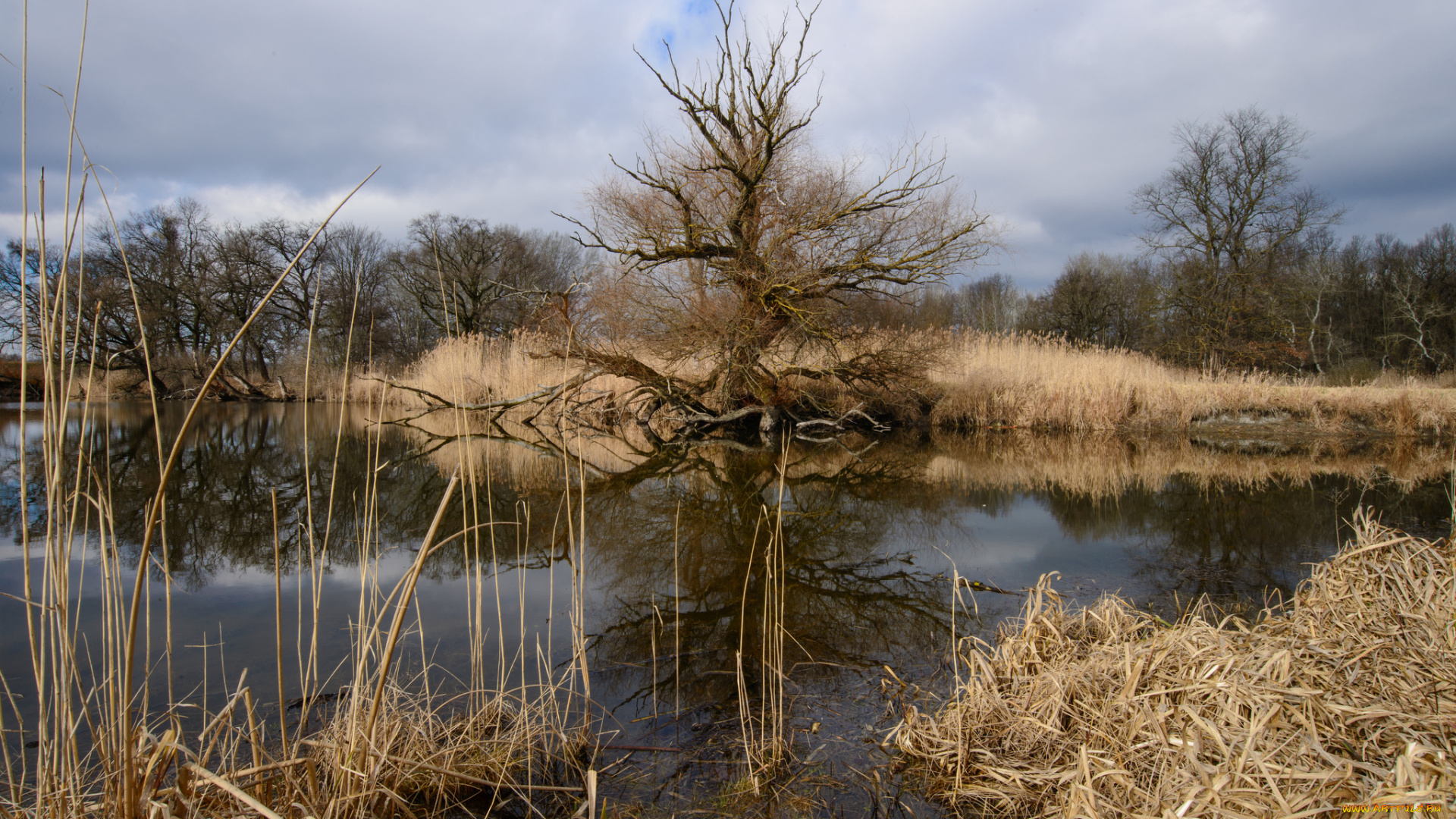 природа, реки, озера, река, лес