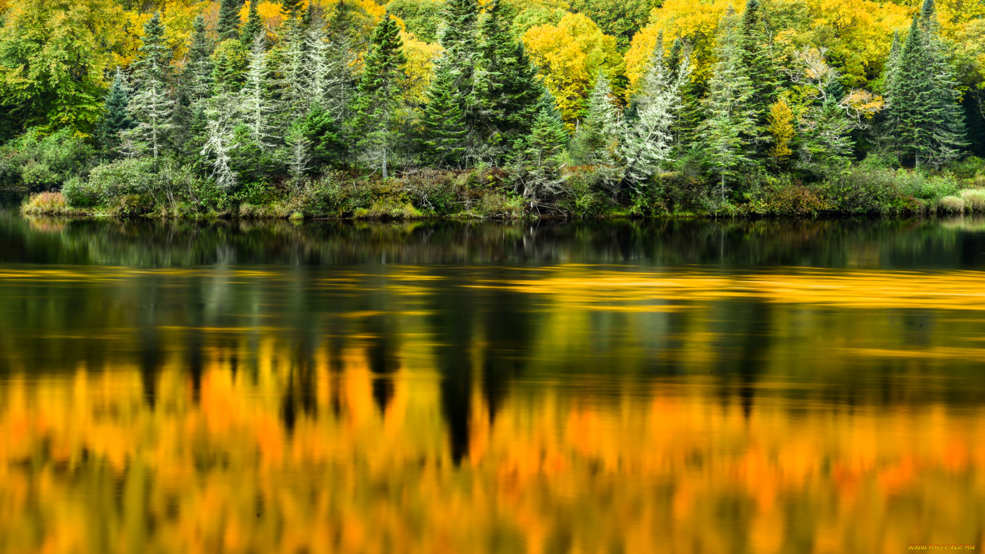 природа, реки, озера, река, лес