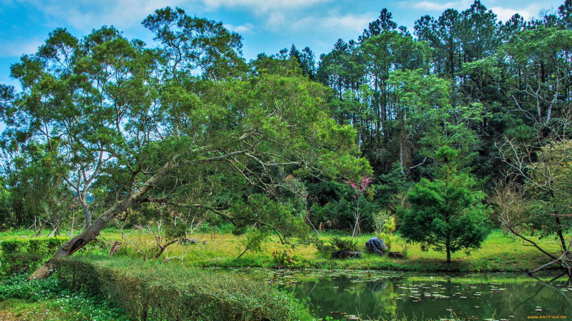 природа, реки, озера, река, лес