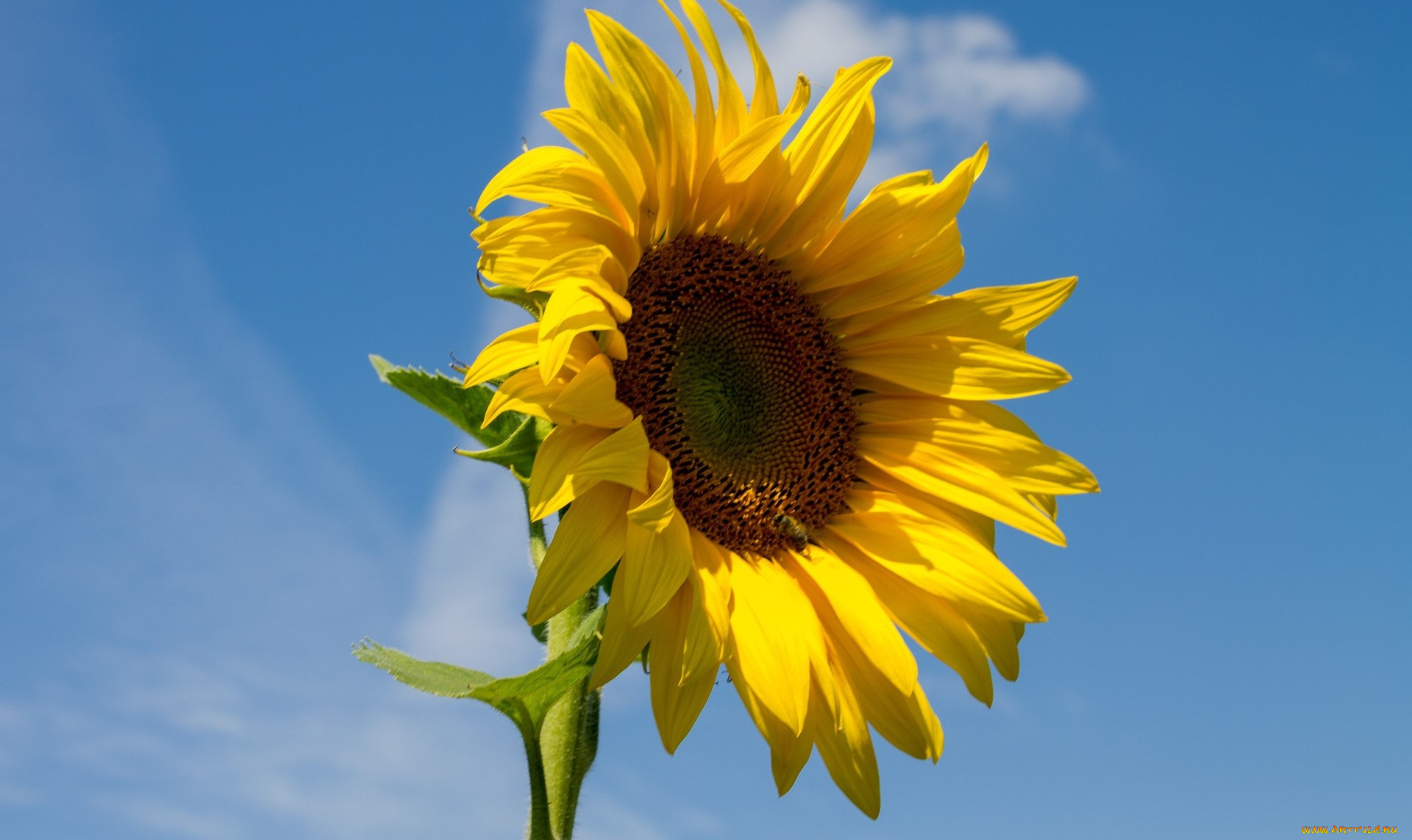 цветы, подсолнухи, лепестки, подсолнух