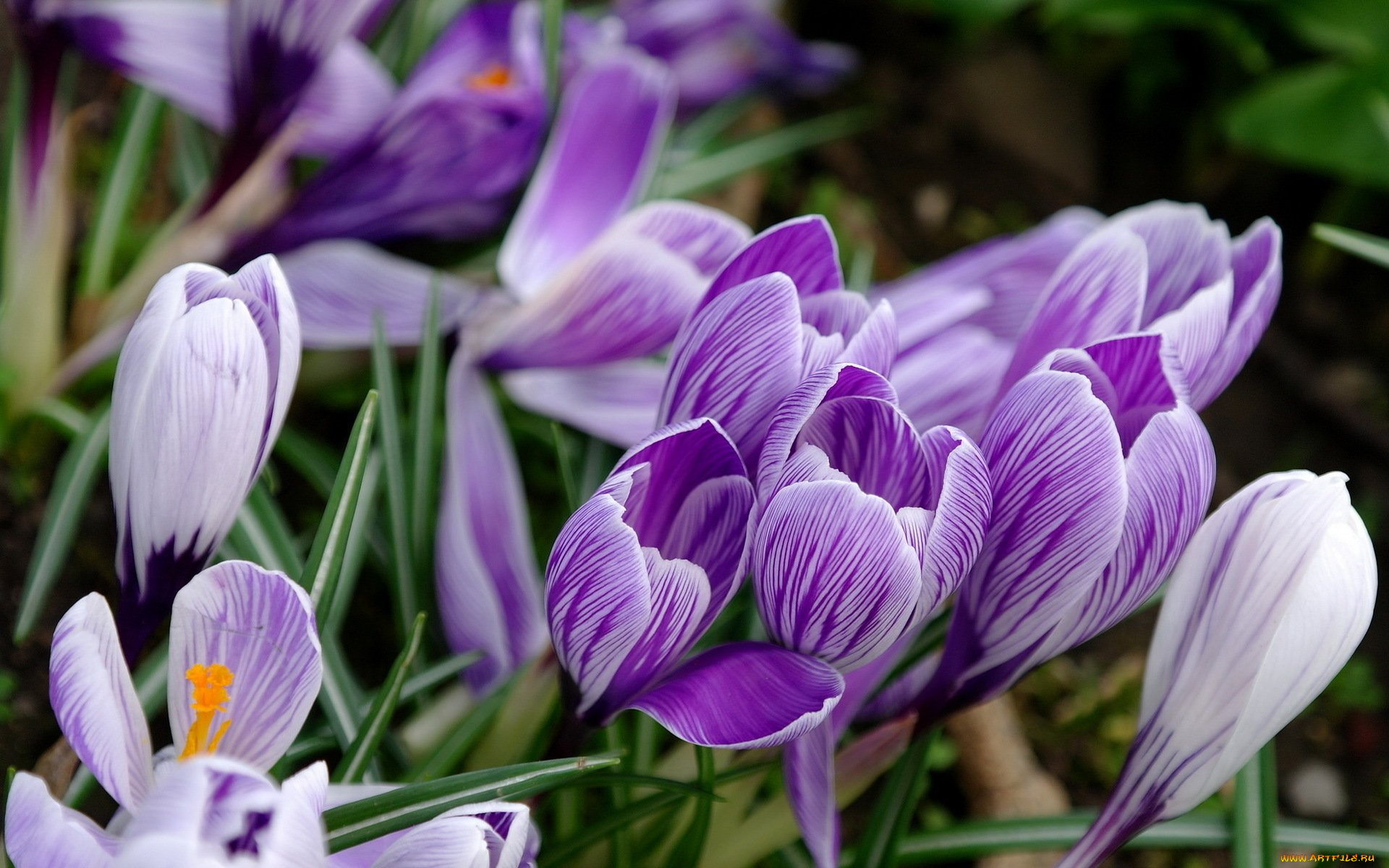 цветы, крокусы, поляна, полосатые