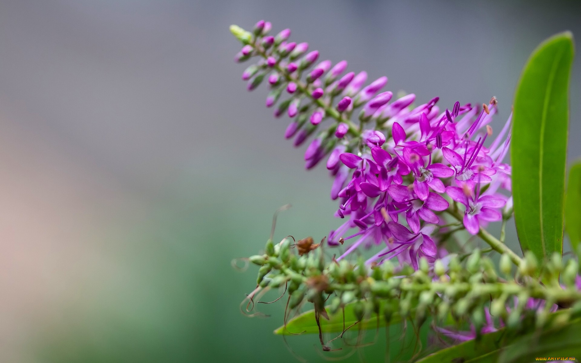 цветы, луговые, , полевые, , цветы, макро, соцветие, хебе