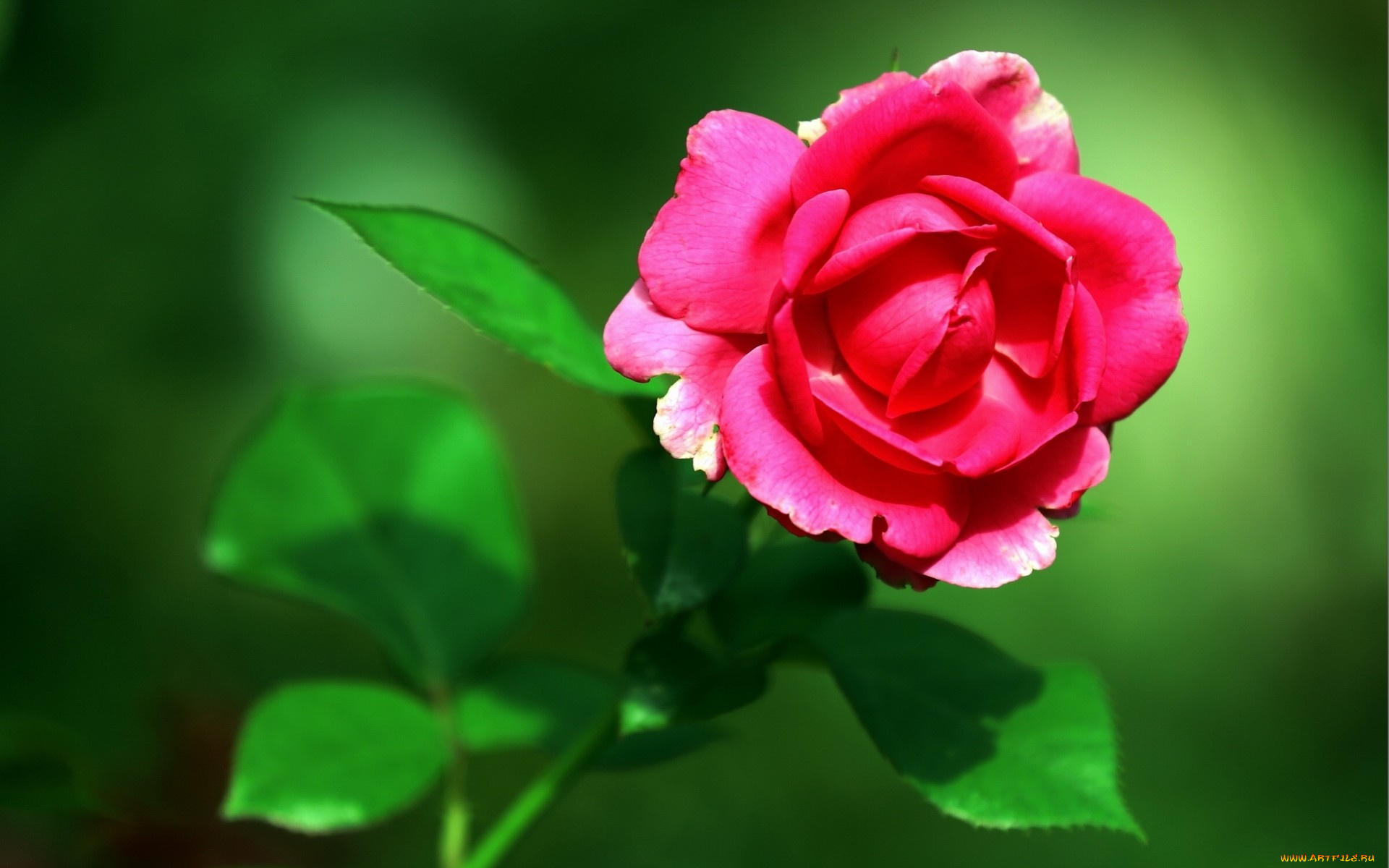 цветы, розы, роза