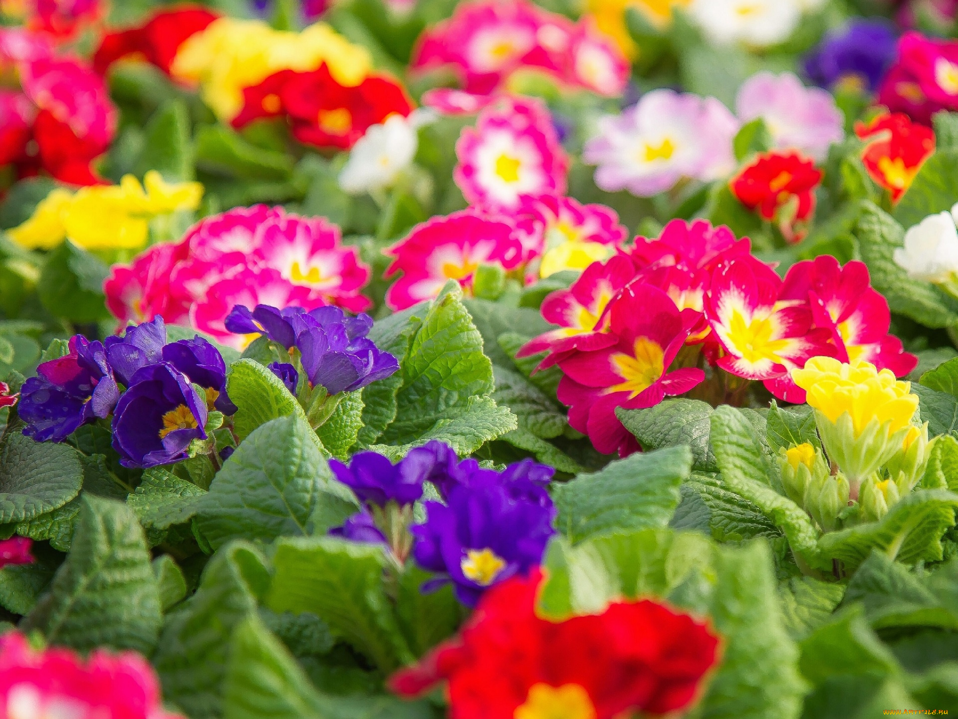 цветы, примулы, первоцвет, разноцветные, примула