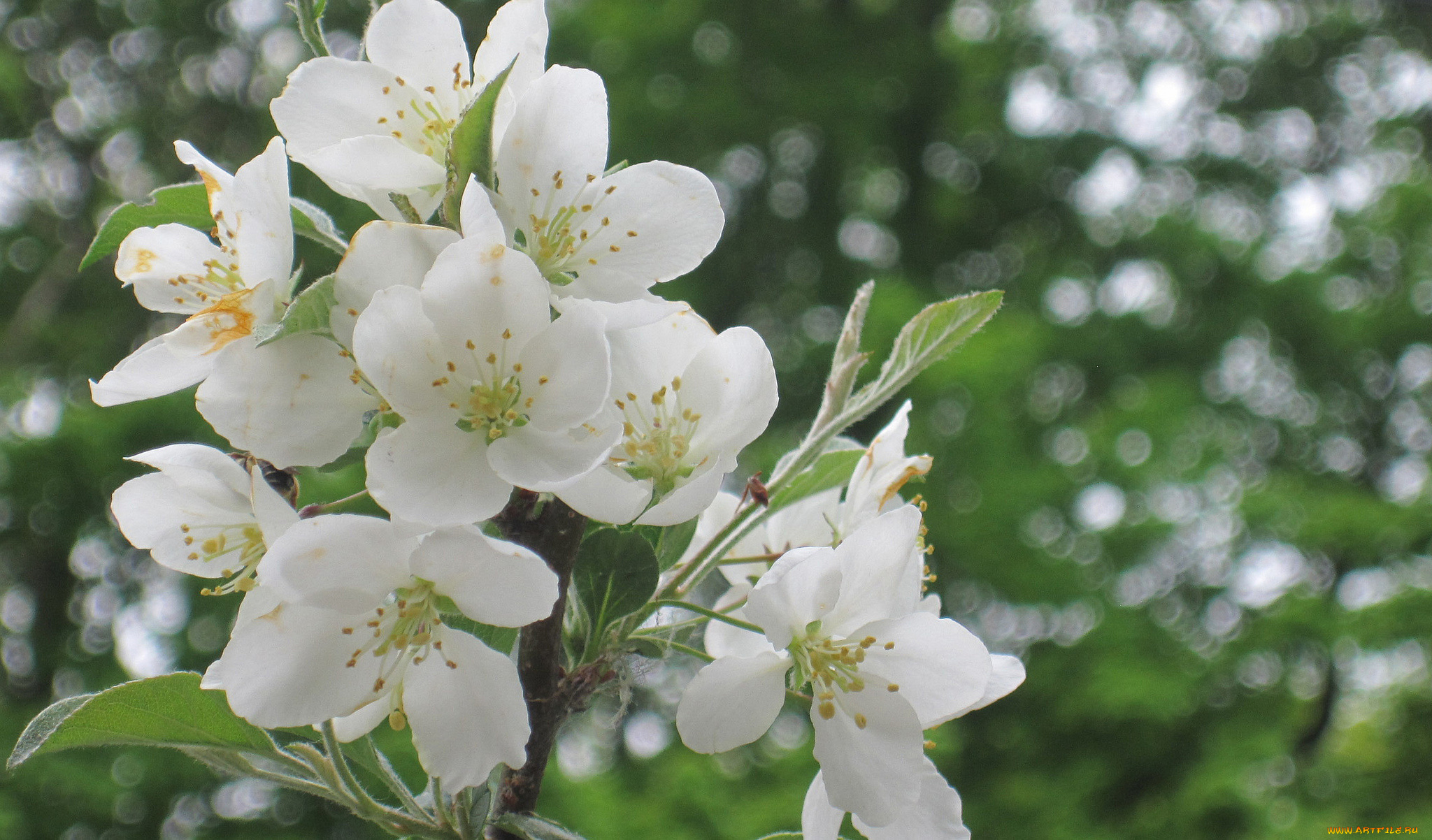 цветы, цветущие, деревья, , , кустарники, весна