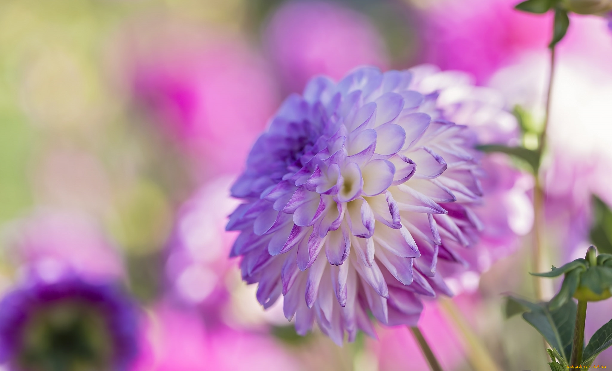 цветы, георгины, макро, розовый, георгин, круглый