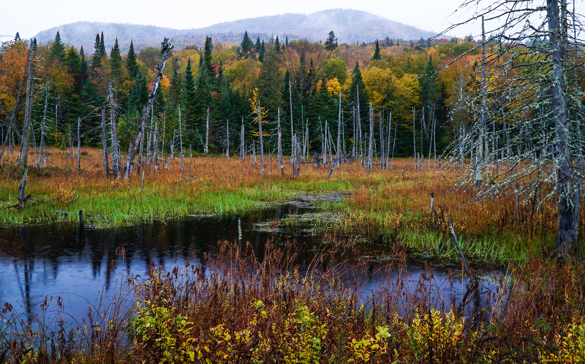 природа, реки, озера, река, лес