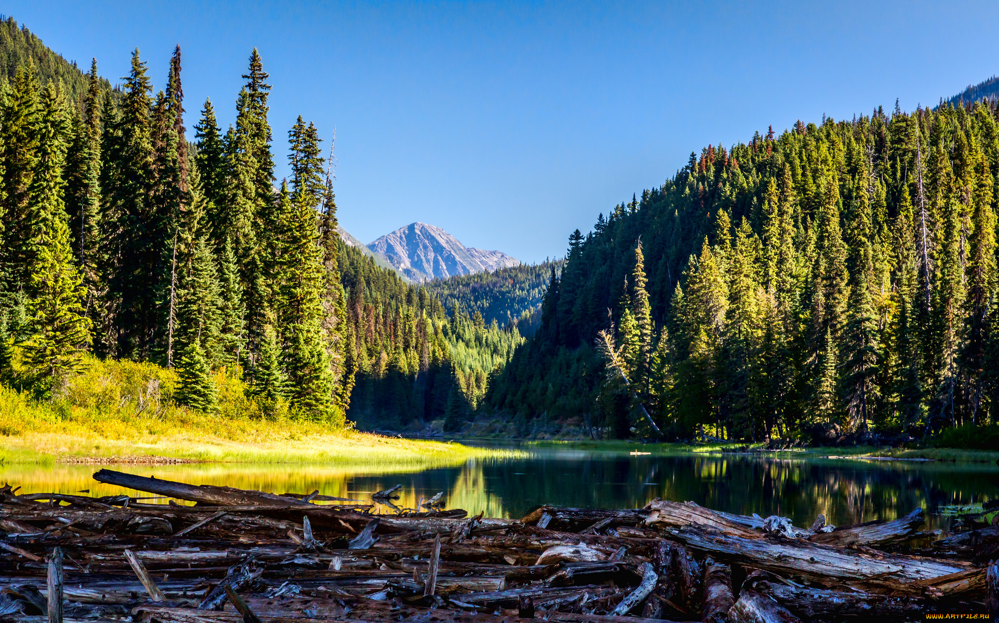 природа, реки, озера, река, лес