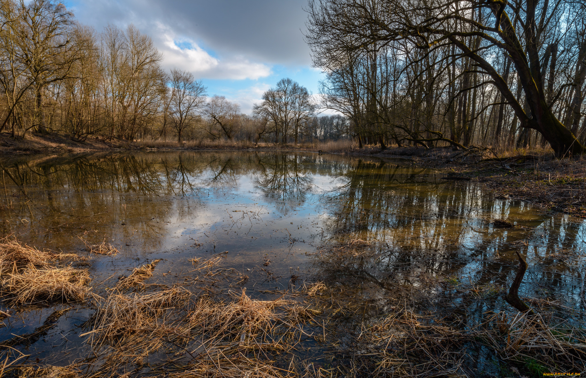 природа, реки, озера, лес, река