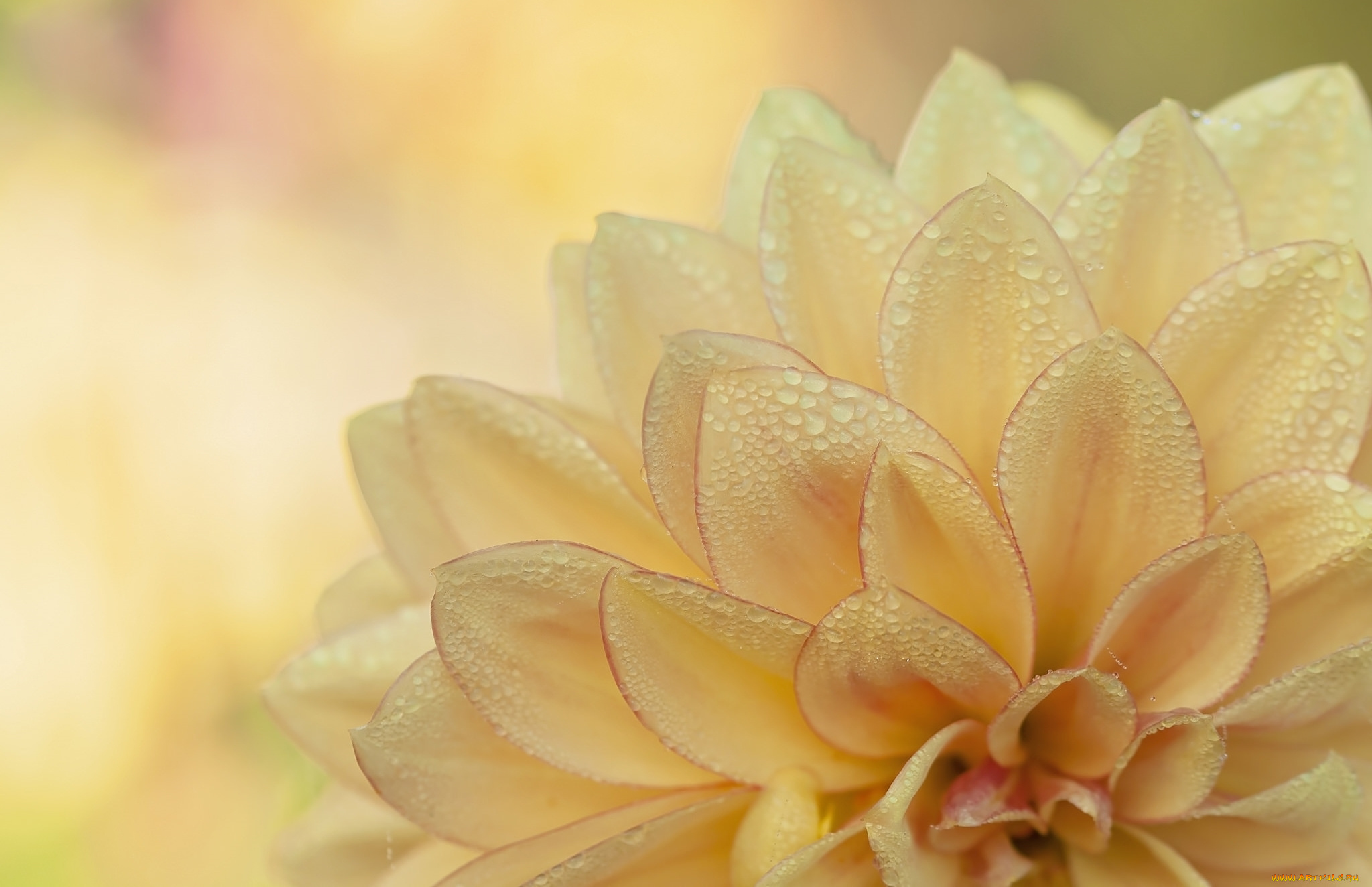 цветы, георгины, капли, желтый, лепестки, макро, георгин