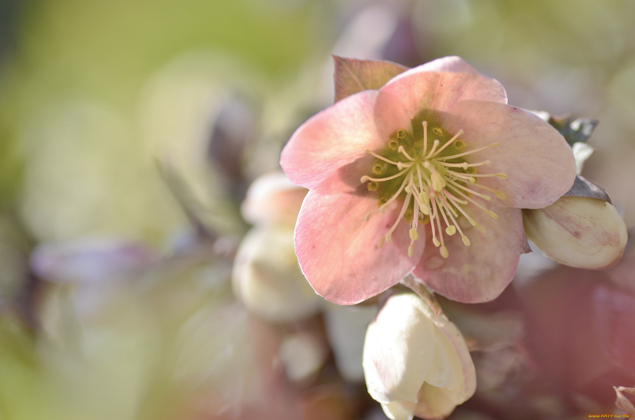 цветы, геллеборус, , морозник, цветок