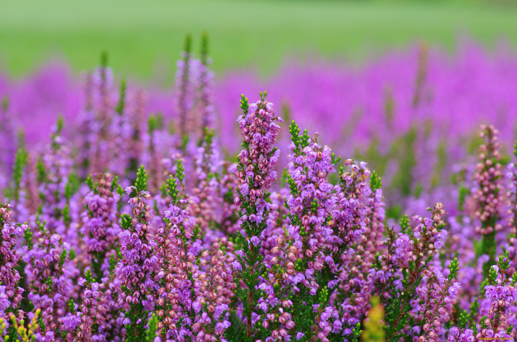 цветы, вереск, , эрики, макро, боке