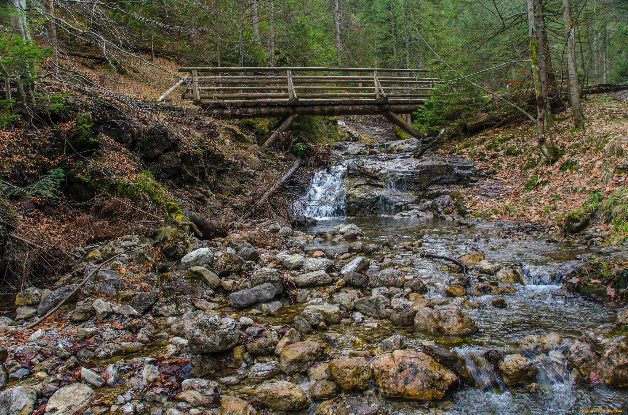 природа, реки, озера, река, лес