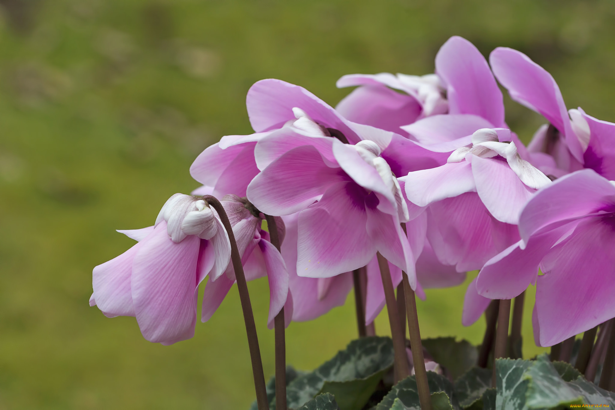 цветы, цикламены, цикламен, макро, розовый