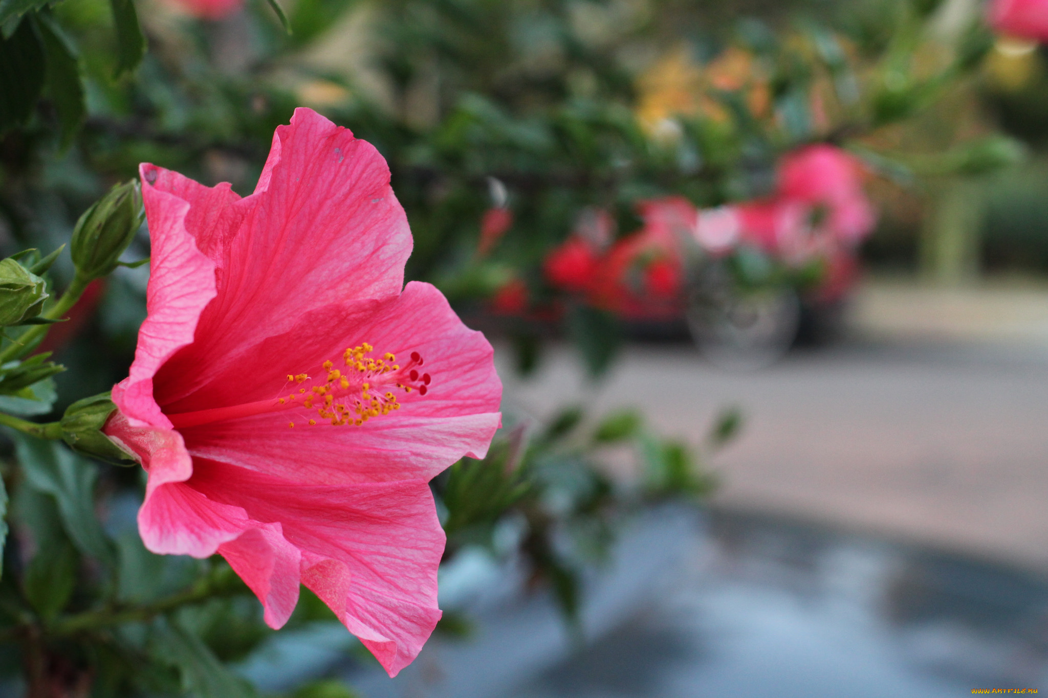 цветы, гибискусы, гибискус