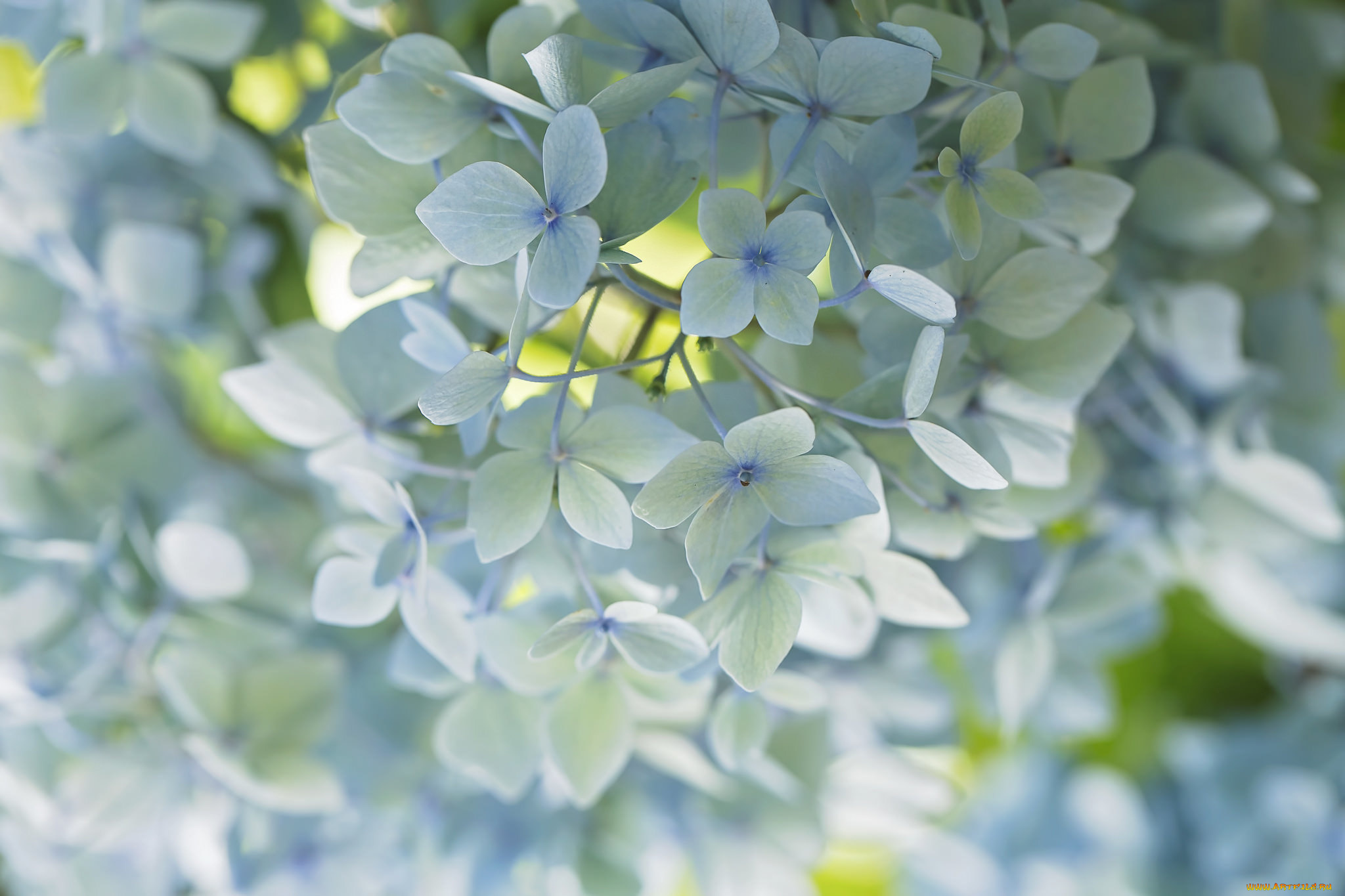 цветы, гортензия, макро, нежность, голубой