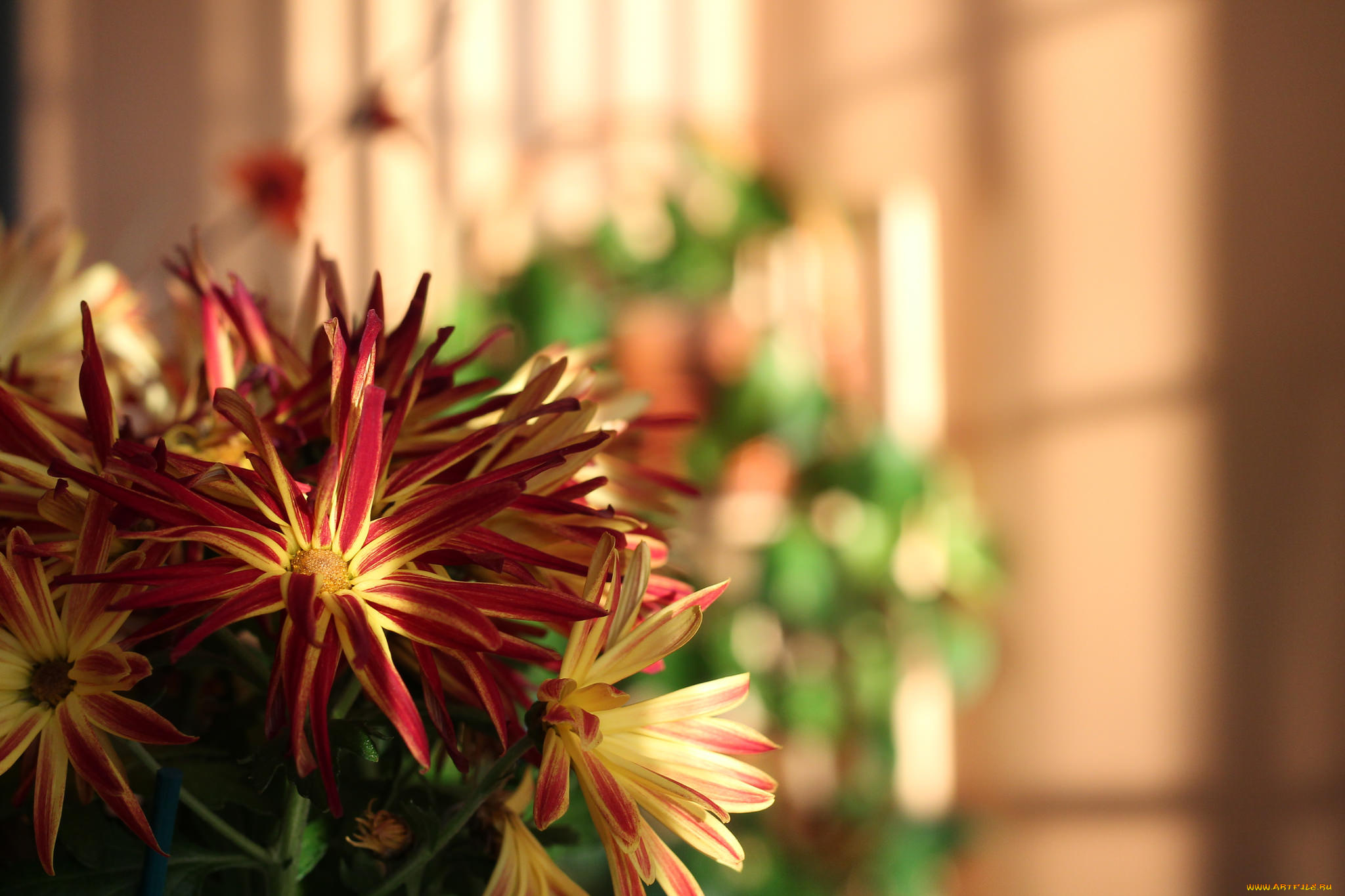 цветы, хризантемы