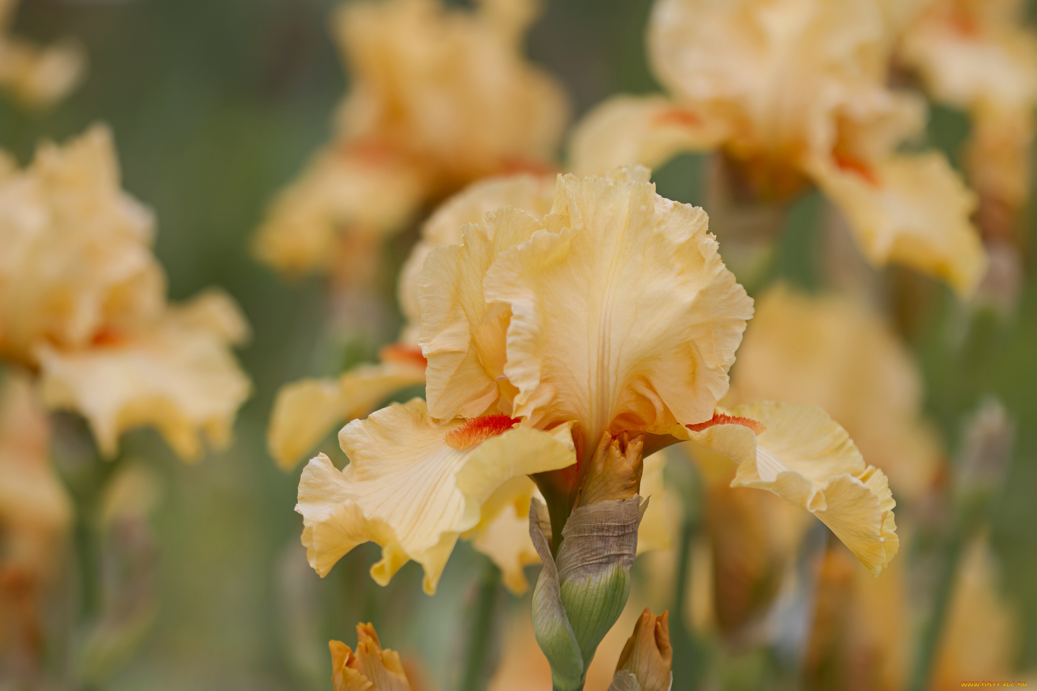 цветы, ирисы, макро, желтый, ирис