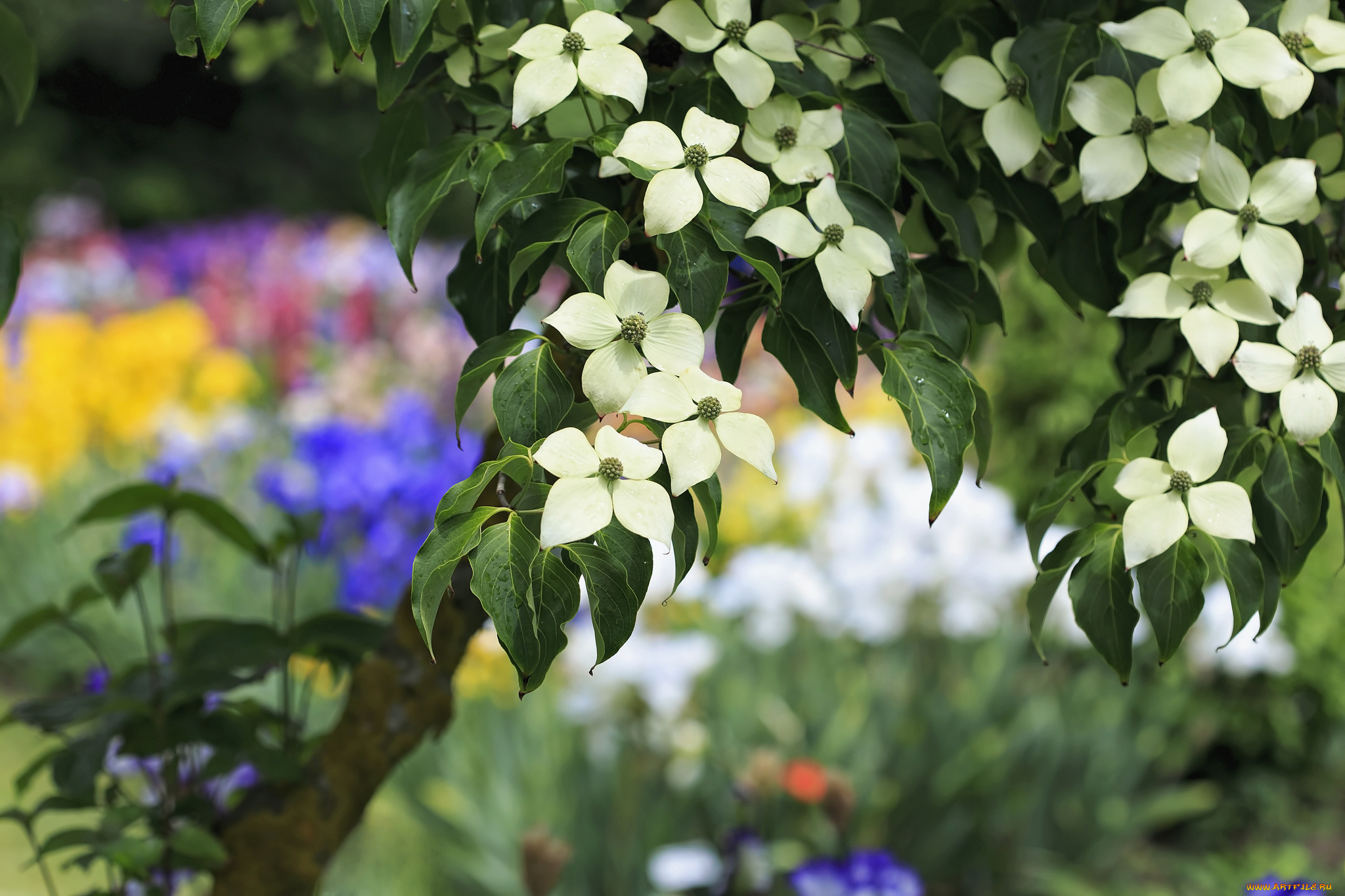 цветы, кизил, весна, дерево