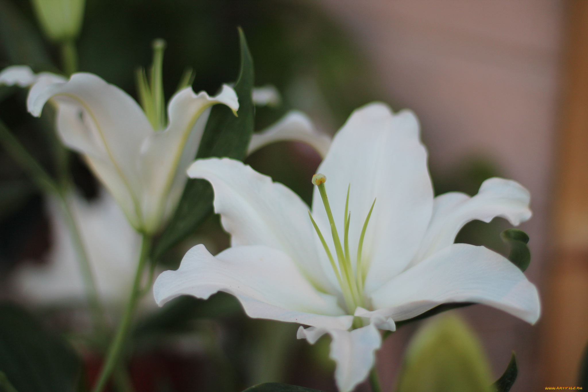 цветы, лилии, , лилейники, лилия