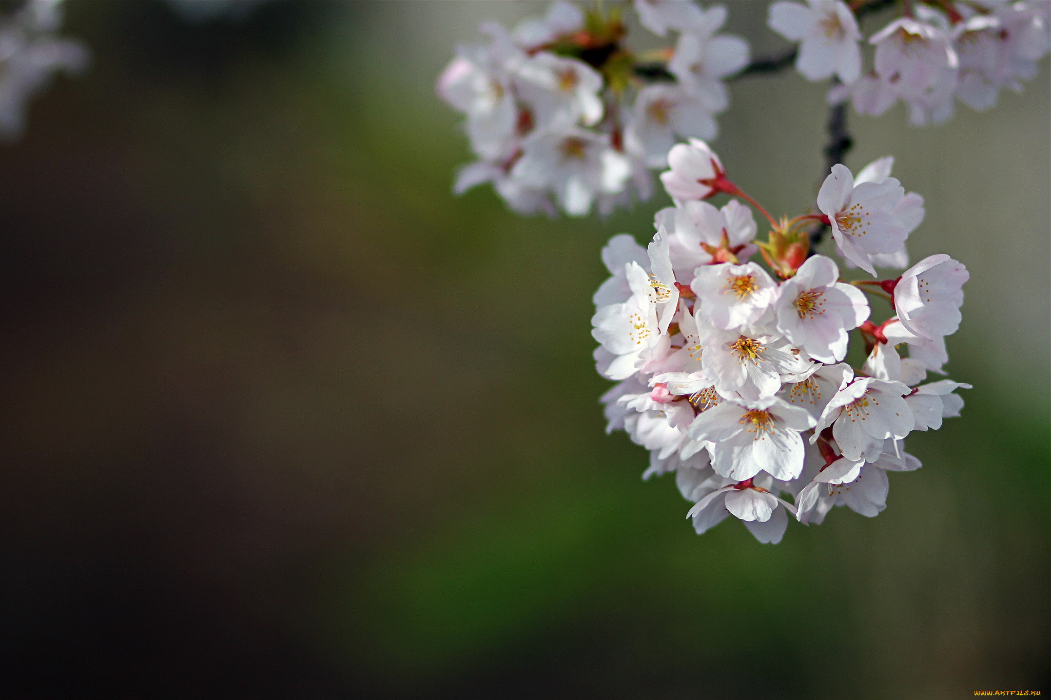 цветы, сакура, , вишня